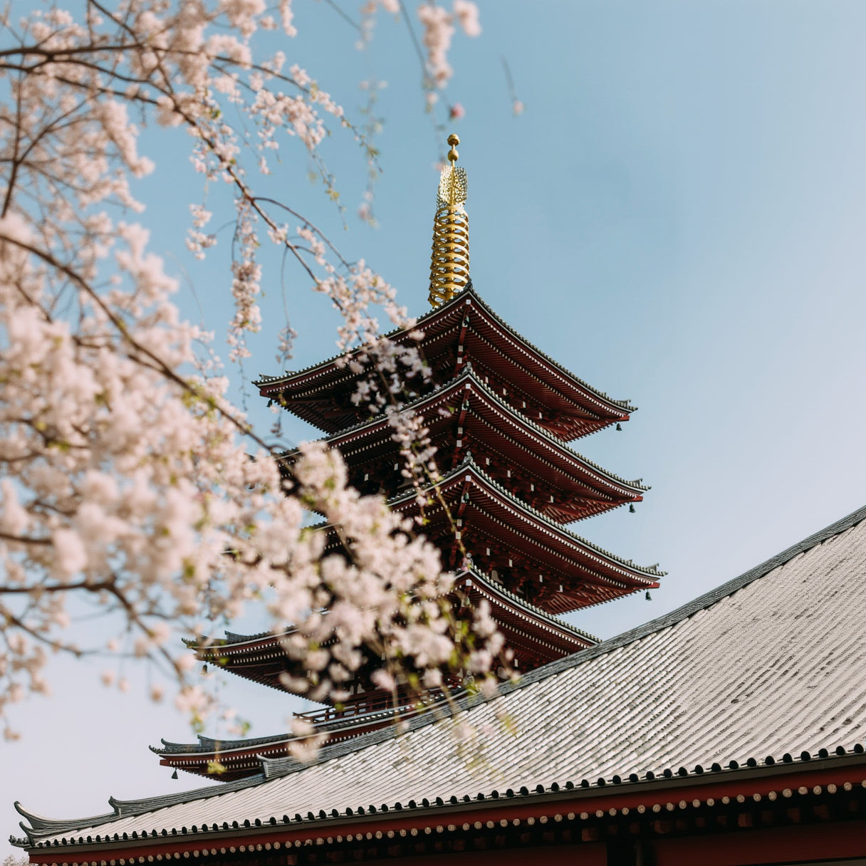 Japanese Sakura