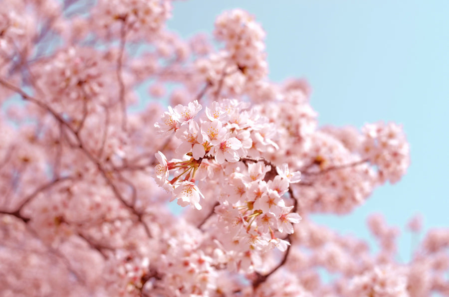 Sakura Silk