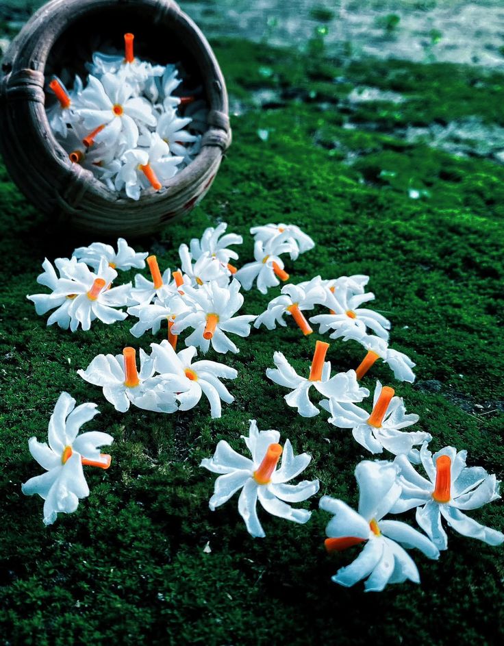 Indian Parijat
