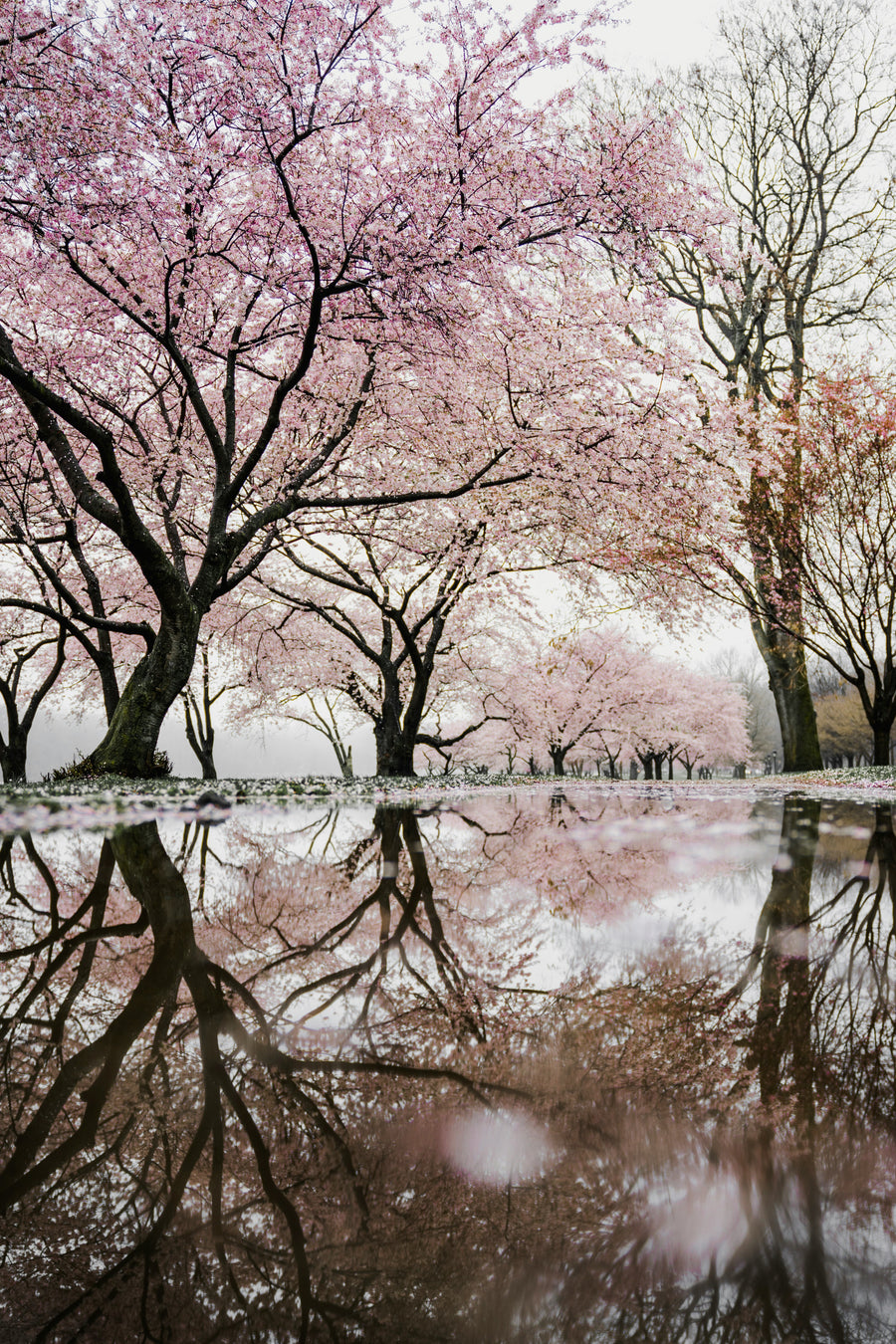 Cherry Blossom