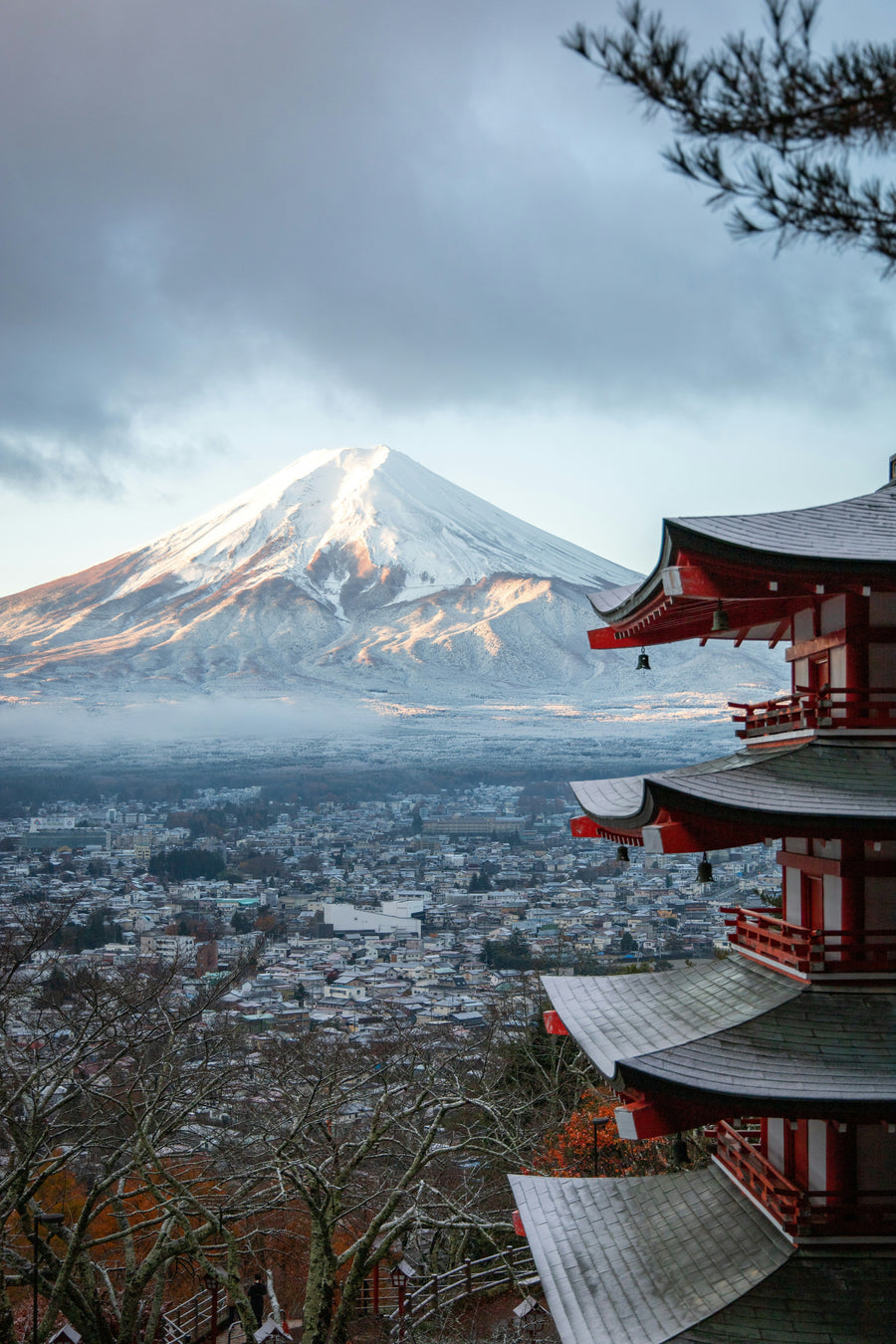 Fuji Bloom